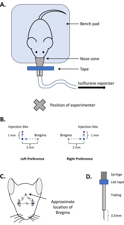 Free Hand Intracerebroventricular Injections In Mice