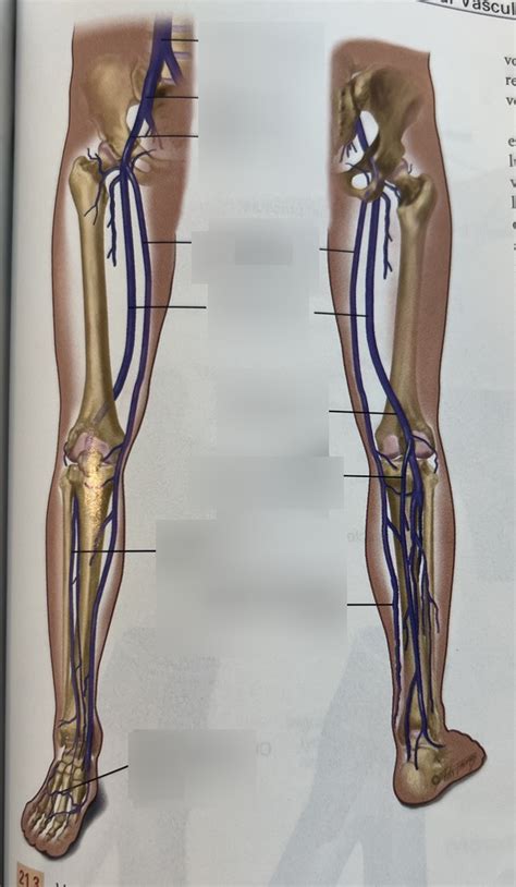 Week 6 Veins Of The Leg Diagram Quizlet