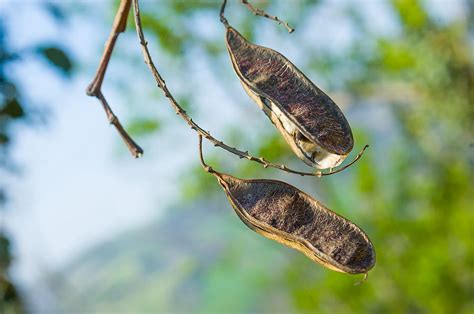 Acacia Seed Pods Photograph By Alain De Maximy Pixels