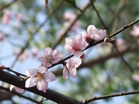 Free Images Tree Branch Fruit Flower Bloom Food Spring Produce