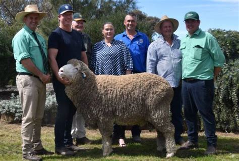 The Top Merino Ram Wool Studs In Australia In Farm Online Act