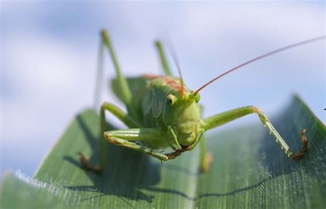 Raising And Breeding Grasshoppers | GARDENS NURSERY