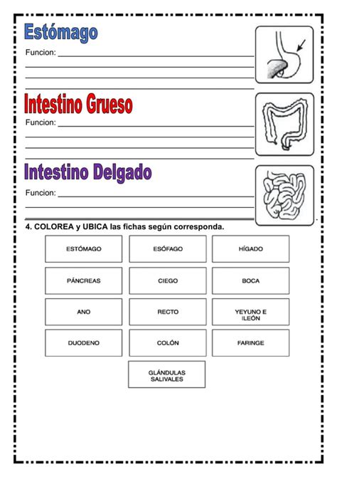 Ordena Y Enumera El Proceso De La Digesti N Pdf