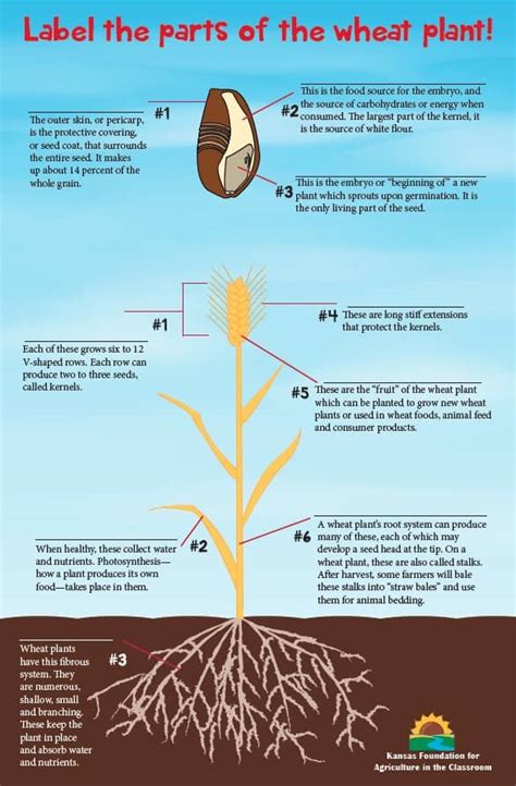 Wheat Plant Part Labeling | Kansas Agriculture in the Classroom