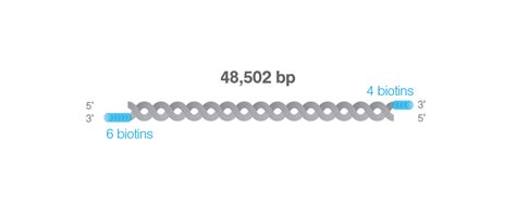 Biotinylated double-stranded DNA (48,502 bp) - LUMICKS Store