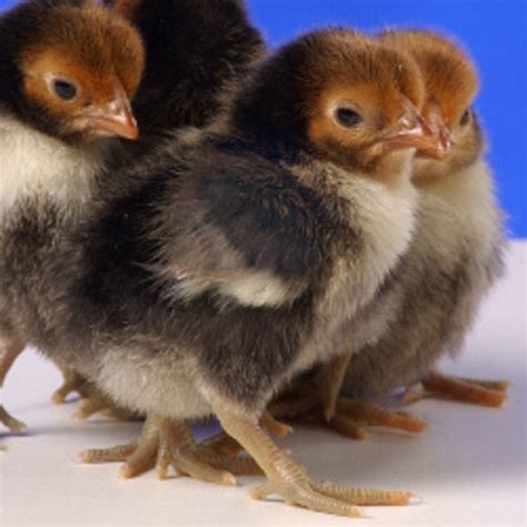 Golden Sebright Bantams Bantam Chicks Cackle Hatchery