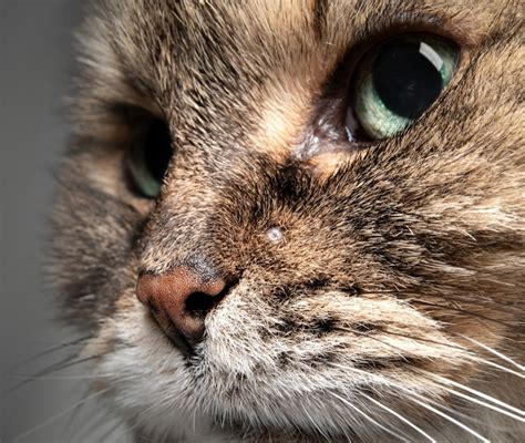 Tumore Della Pelle Nel Gatto Sintomi E Terapia