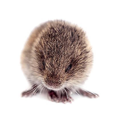 Facts About Voles | Vole Facts | Havahart®