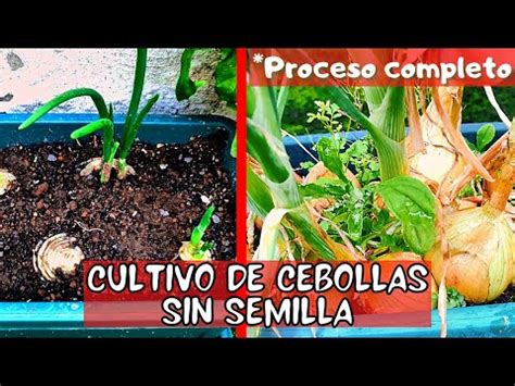 C Mo Cultivar Tus Cebollas Sin Semilla Y En Maceta