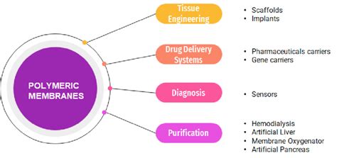 Polymeric membrane applications in the biomedical field. | Download ...