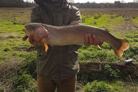 La Truite Arc En Ciel Un Fl Au Pour Nos Rivi Res De Re Cat Gorie