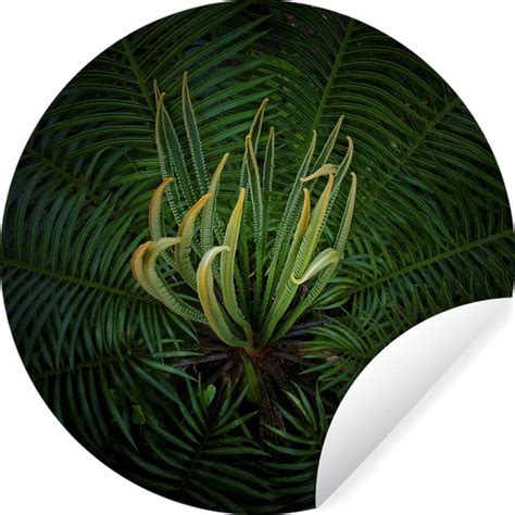 WallCircle Muurstickers Behangcirkel Een Bloeiende Cycas Plant Op