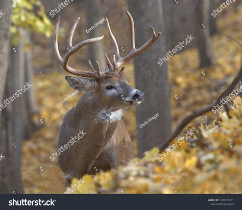 12 Point Whitetail Buck Fall Stock Photo 1230670231 | Shutterstock