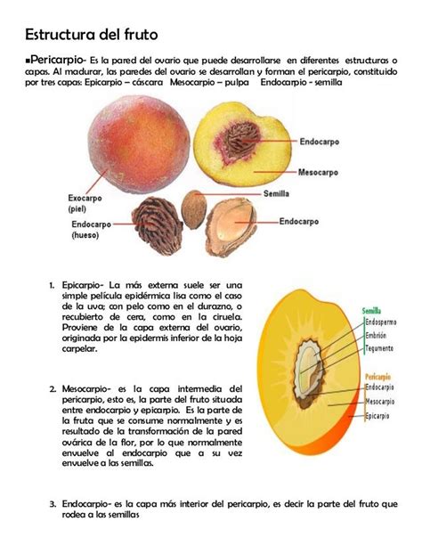 Modulo 9 Los Frutos