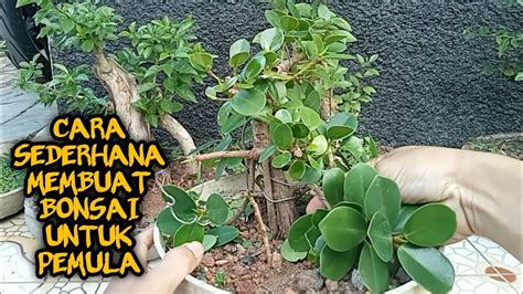 Cara Membuat Bonsai Beringin Dolar Rimbun Dan Ter Arah Video 13 YouTube