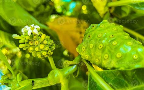 Fruta De Noni Morinda Citrifolia Con Flores Populares Entre Las