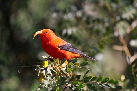 Interesting Birds With Orange Beaks With Photos Bird Nature