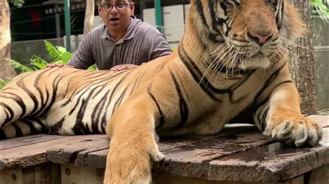 Tiger Park Pattaya Thailand Youtube