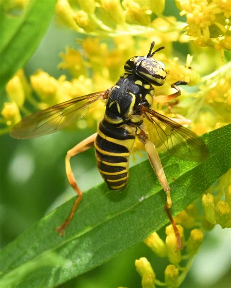 Diptera Halteres