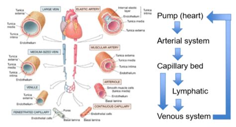 Blood Vessels Lymphatics Flashcards Quizlet