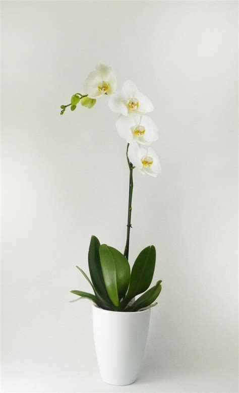 Orquídea Phalaenopsis blanca 1 tallo en maceta de 12 cm Leroy Merlin