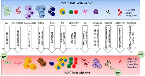 Remodeling The Tumor Microenvironment By Oncolytic Viruses Beyond