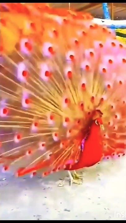 Beautiful Red Peacock 🦚🦚🦚 Dance Viral Youtube Shorts Like And