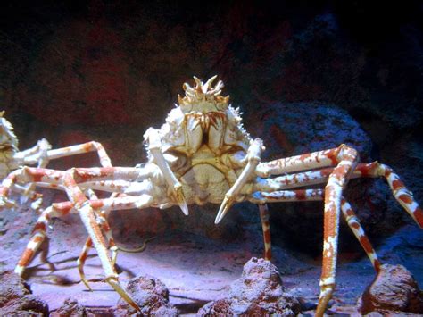 7 Incredible Crab Species Across the Globe - Ocean Info