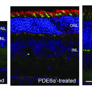 | Detection of phosphodiesterase 6 (PDE6)α' expression by... | Download ...