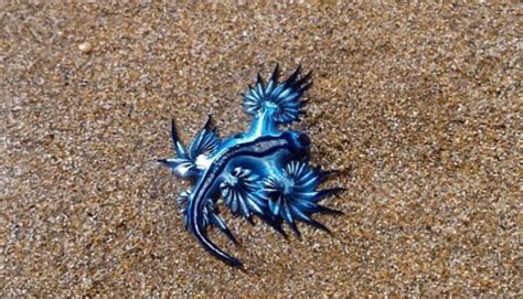 Molusco Conhecido Por Drag O Azul Encontrado Em Praias De Alagoas