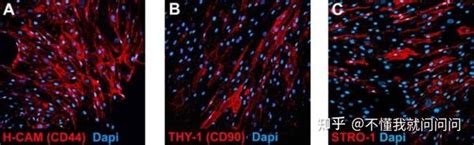 默克生命科学 间充质干细胞培养方案 知乎