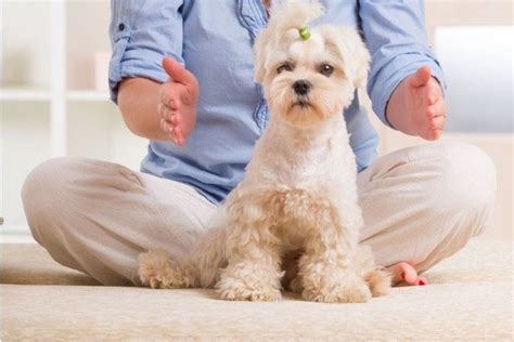 El Reiki Salud Y Bienestar Para Tu Perro Qmascota