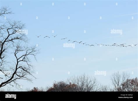 Canadian geese flock flying south for winter Stock Photo - Alamy