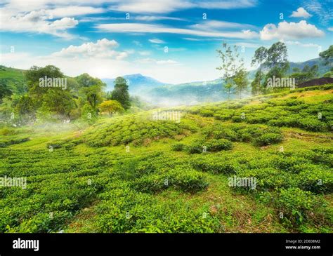 Tea fields of Nuwara Eliya in mountains Stock Photo - Alamy