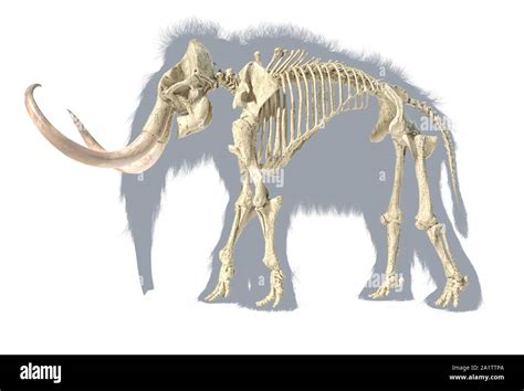 Skeleton of the woolly mammoth hi-res stock photography and images - Alamy