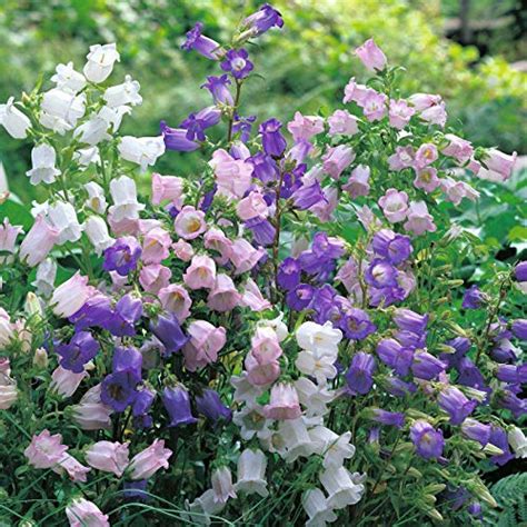 Stunning Bell Shaped Flowers For Dreamy Gardens