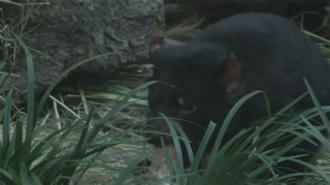 Toledo Zoo Welcomes New Tasmanian Devils As Part Of Conservation Effort