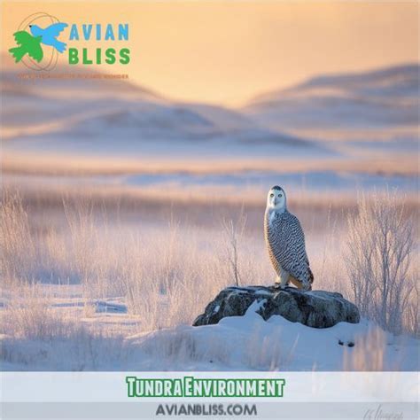 Snowy Owl Habitat: Tundra, Arctic & Nesting Explained