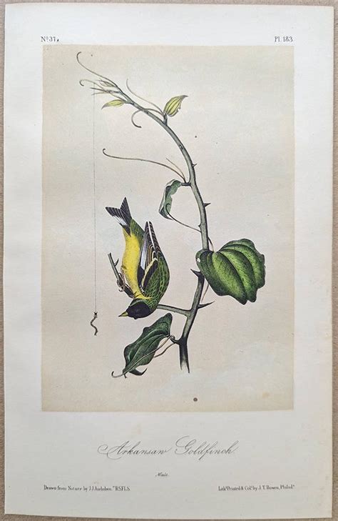 Audubon Octavo Print Arkansaw Goldfinch Lesser Goldfinch Plate