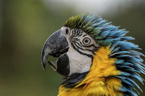 Feather Plumage Blue Parrot Bird Feathers Bird Parrot Feathers