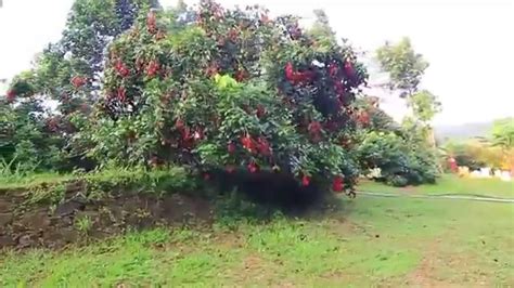 Indias First Rambutan Farm Youtube