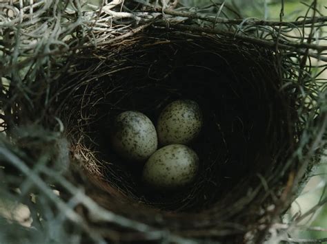 Blue Jay Nesting (Behavior, Location + Eggs) | Birdfact