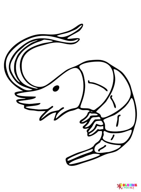 Marine Shrimp Coloring Page Free Printable Coloring Pages