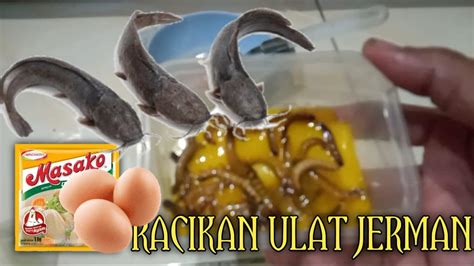 Racikan Ulat Jerman Terbaru Umpan Mancing Untuk Ikan Lele YouTube