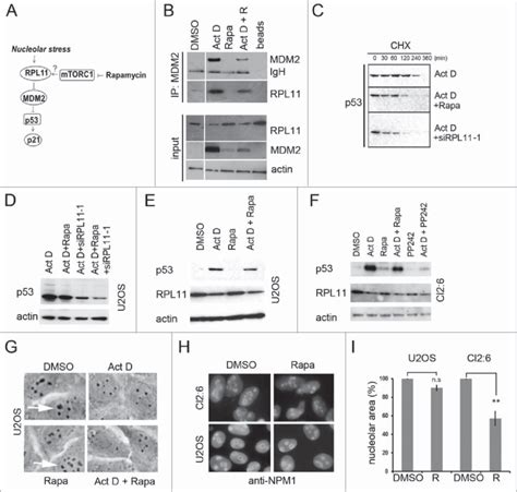 Regulation Of Rpl And Mdm Levels By Rapamycin A Schematic Drawing