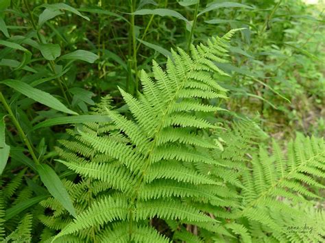 C Athyrium Filix Femina Athyrie Foug Re Femelle Flickr