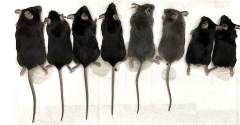 Why Don't Humans Have Tails? DNA Mutation to Blame: Study