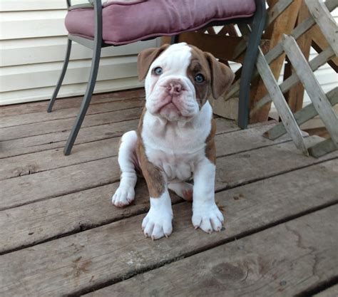 Olde English Bulldogge Puppies For Sale | Willmar, MN #298040