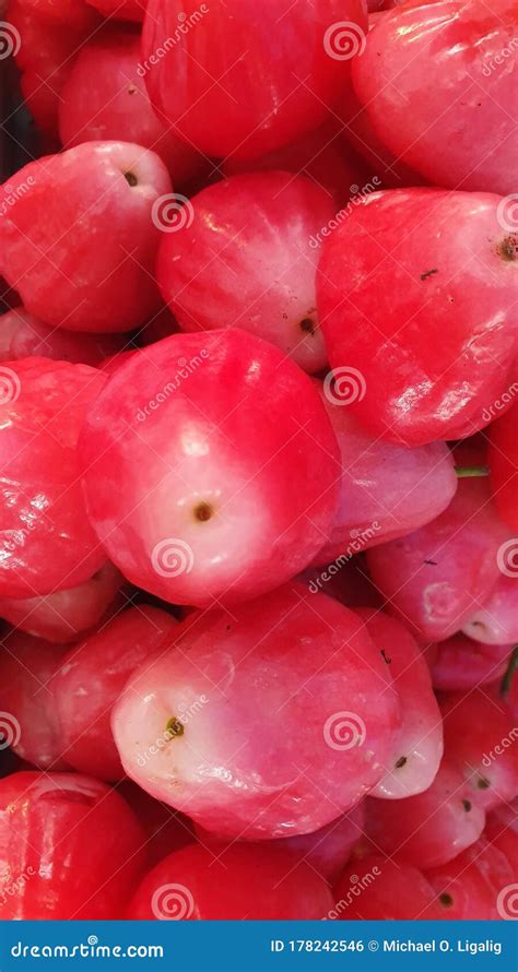 Layout Background of Java Apple Fruit or Tambis Stock Photo - Image of ...