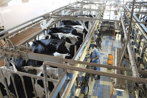 En Junio De La Producci N De Leche De Vaca En La Ue Sube Un